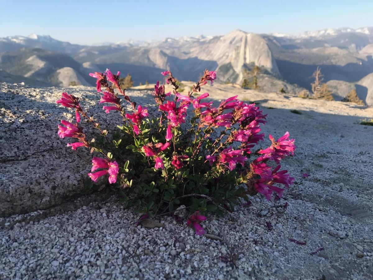 Morning Star Vista Near Yosemite - Countryside With Mountain Views Apartment Mariposa Exterior photo